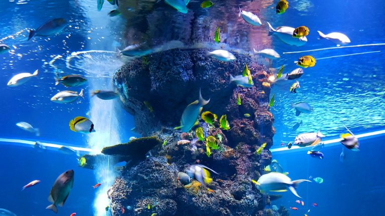 akvaryumda beslenecek baliklar