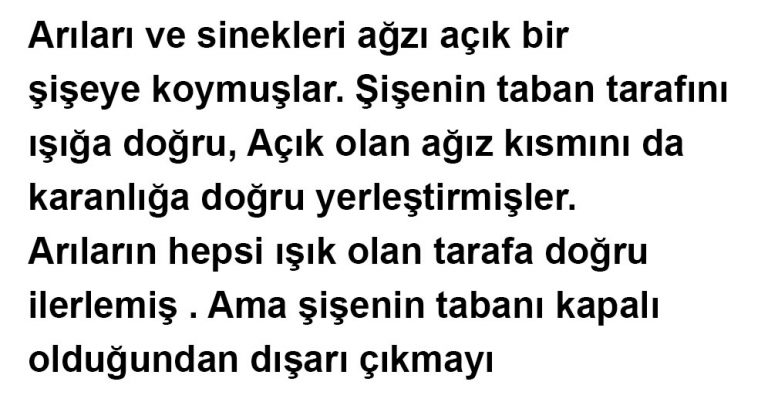 SİNEK MİSİN ARI MI?