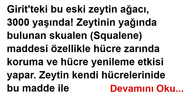 YAŞAYAN TARİH – ZEYTİN