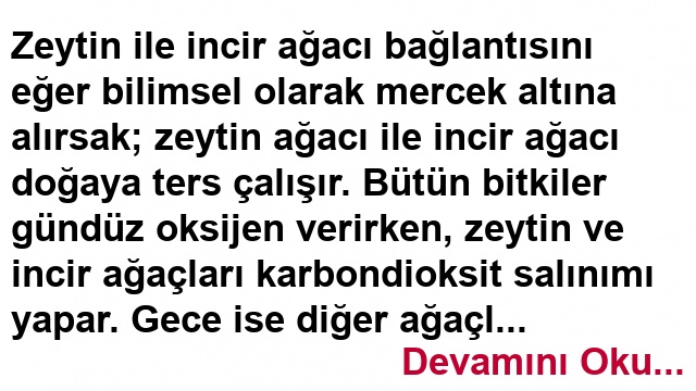 Zeytin ve İncir Ağacı