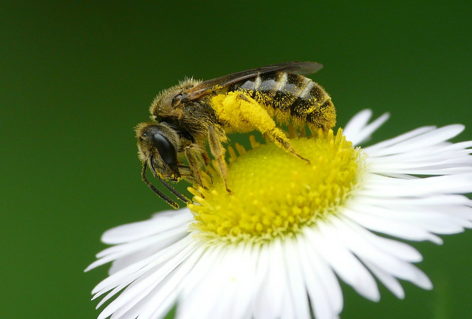Arı Alerjisi için En İyi İlaçlar 4 Arı Alerjisi İçin Doğal İlaçlar: İşe Yarıyorlar mı?