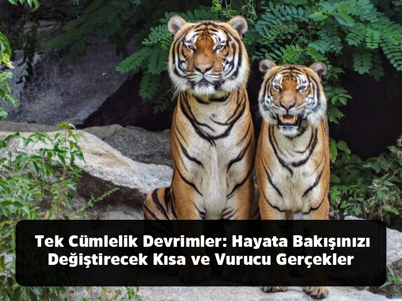Lafı Gediğine Koyma Sanatı: Aklınızdan Çıkmayacak, Hayatınızı Değiştirecek En Kapsamlı Özlü Sözler Arşivi - Tek Cümlelik Devrimler: Hayata Bakışınızı Değiştirecek Kısa ve Vurucu Gerçekler
